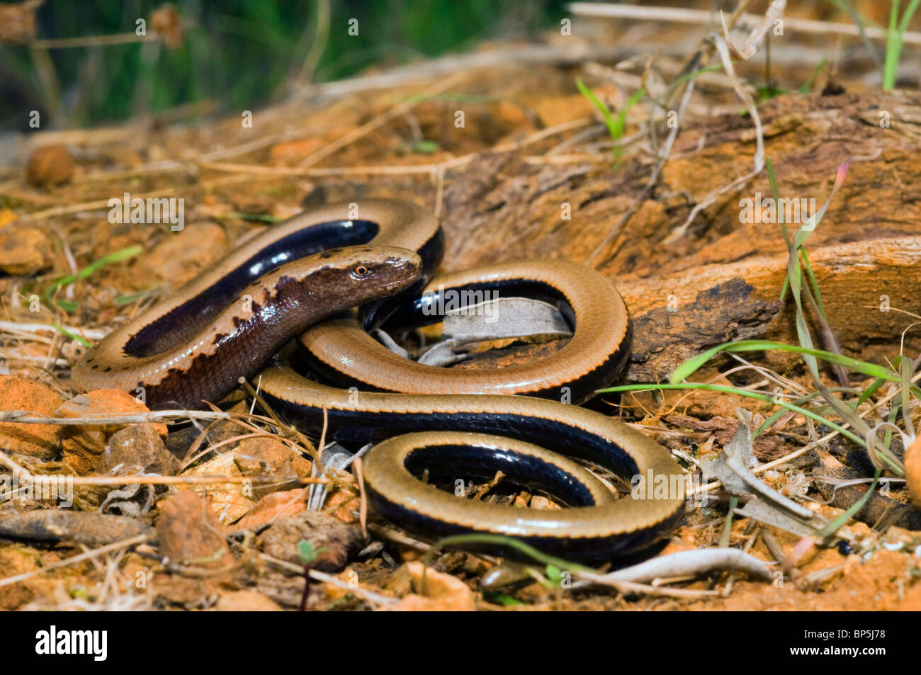 Peloponnes gekielt Eidechse (ist Cephallonicus), am Wald, Boden, Griechenland, Peloponnes, Messinien Stockfoto