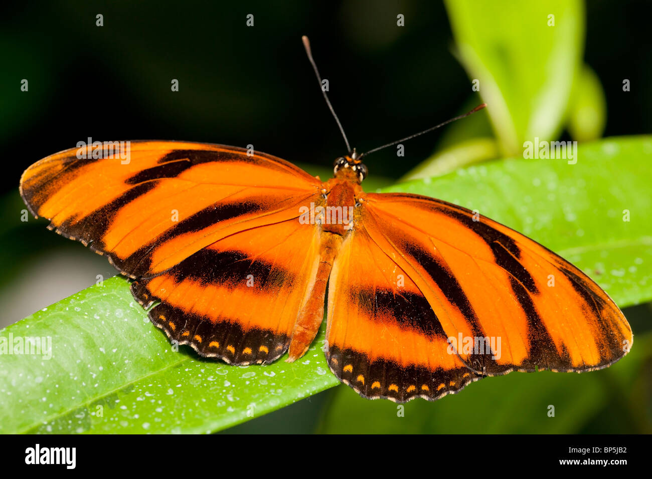 Gebänderte Heliconian Tiger Orange Schmetterling (Dryadula Phaetusa) Stockfoto
