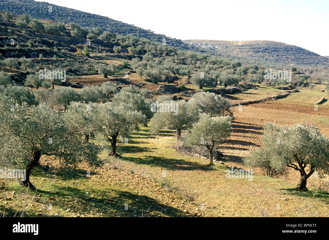4702. GOPHNA-STADT IN SAMARIA, NÖRDLICH VON JERUSALEM, BESTEHEND AUS DER HELLENISTISCHEN PERIODE AB. GROßE OLIVEN ANBAUGEBIET Stockfoto