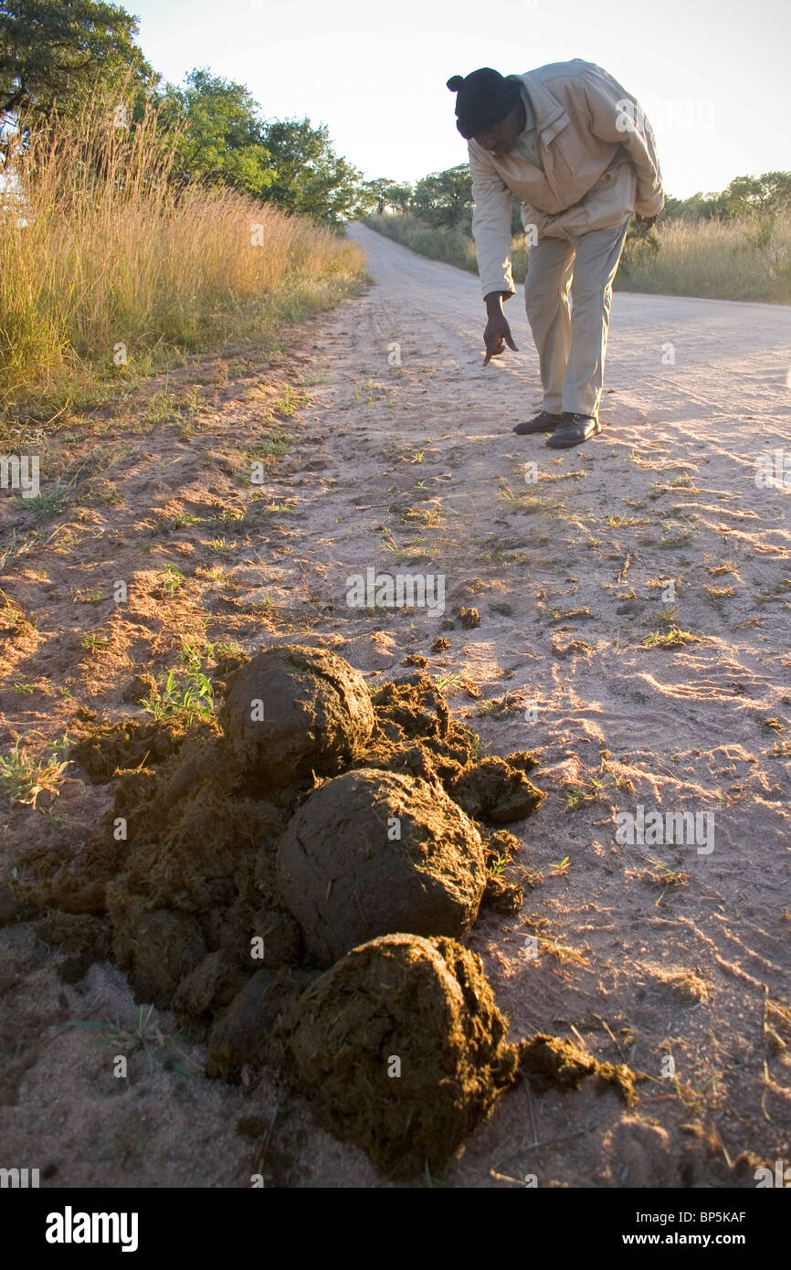 Rhino-Dung mit lokalen Führer auf der Suche nach Rhino Spuren im Sand, Krüger Nationalpark, Südafrika. Stockfoto