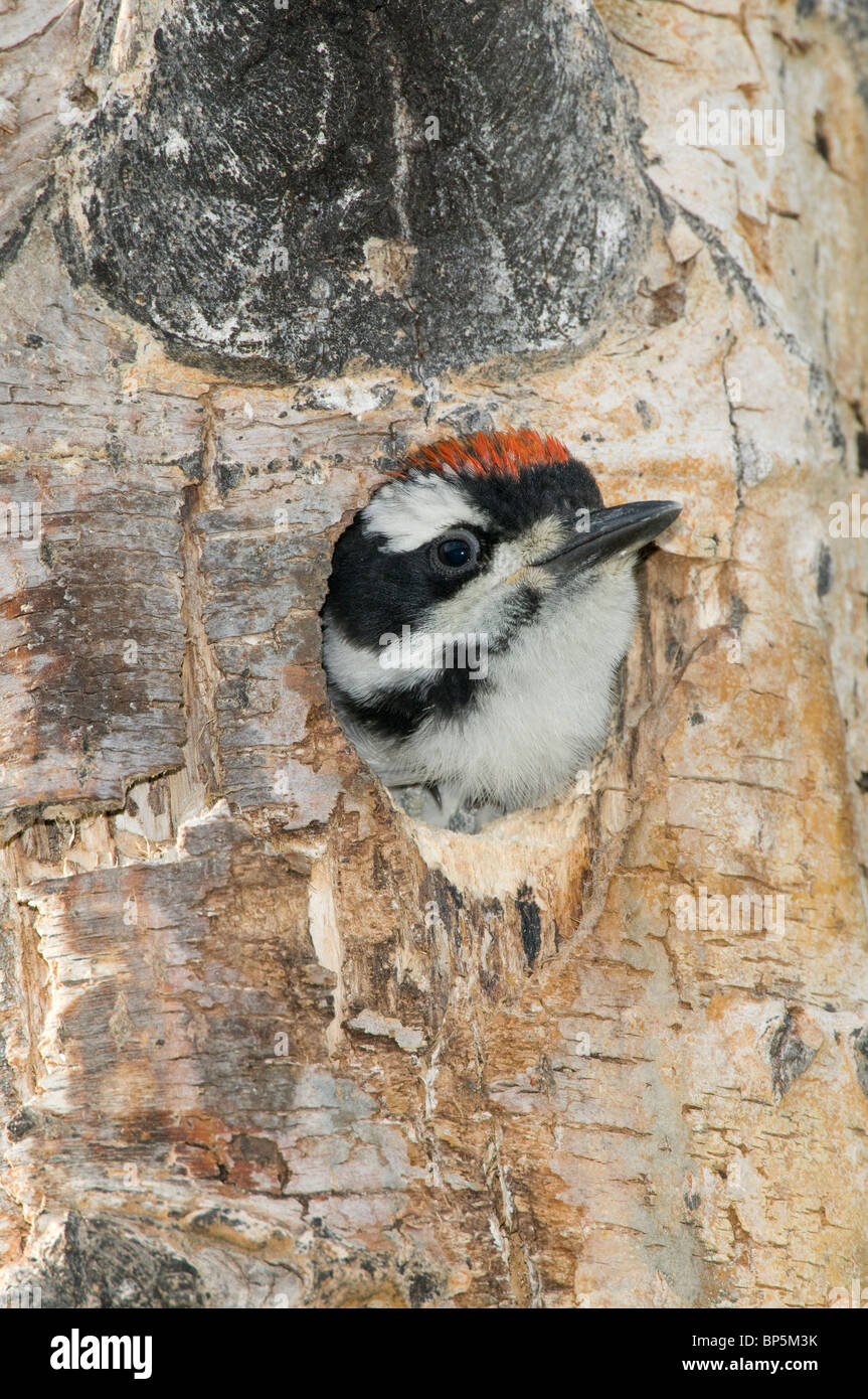 Haarige Specht Küken peering von Baum Hohlraum Picoides Villosus British Columbia Kanada Ende Juni Stockfoto