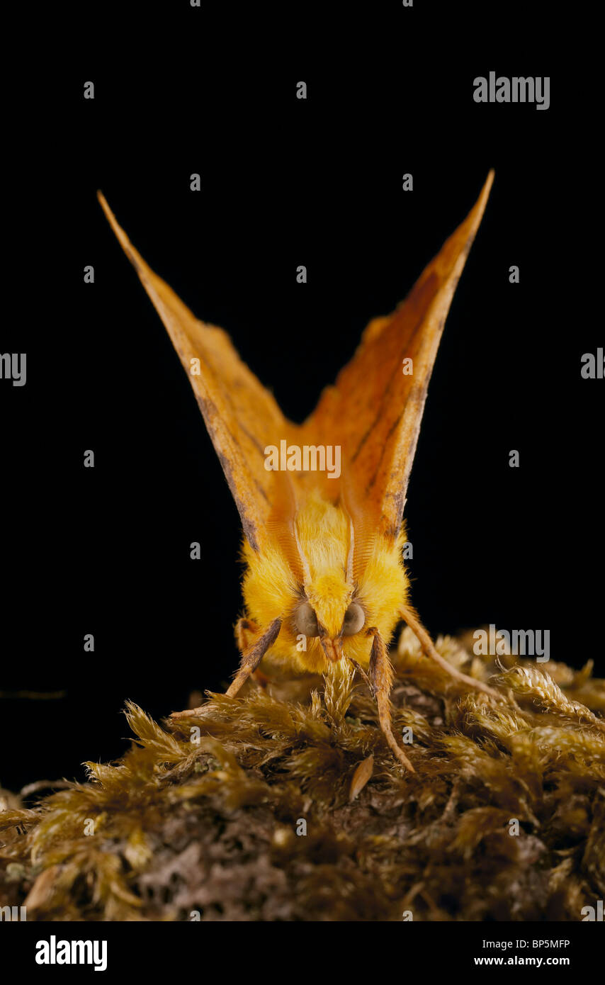 Kanarische geschultert Thorn, Ennomos Alniaria Motte, Crowle Moor Naturschutzgebiet, Lincolnshire Stockfoto