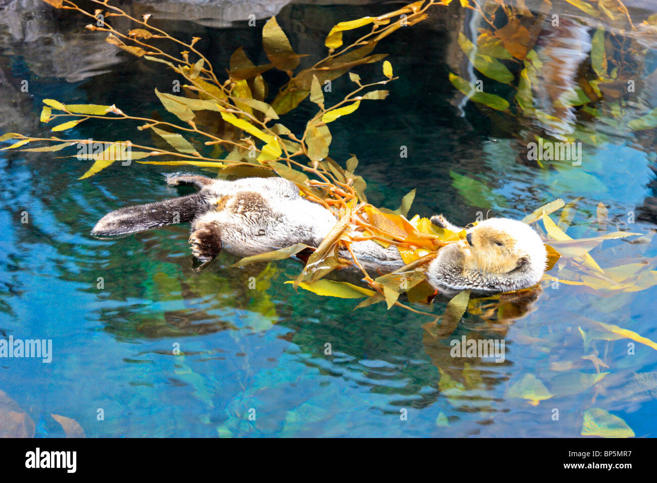 Alaska-Seeotter in das Oceanario, Lissabon, Portugal, Enhydra lutris Stockfoto