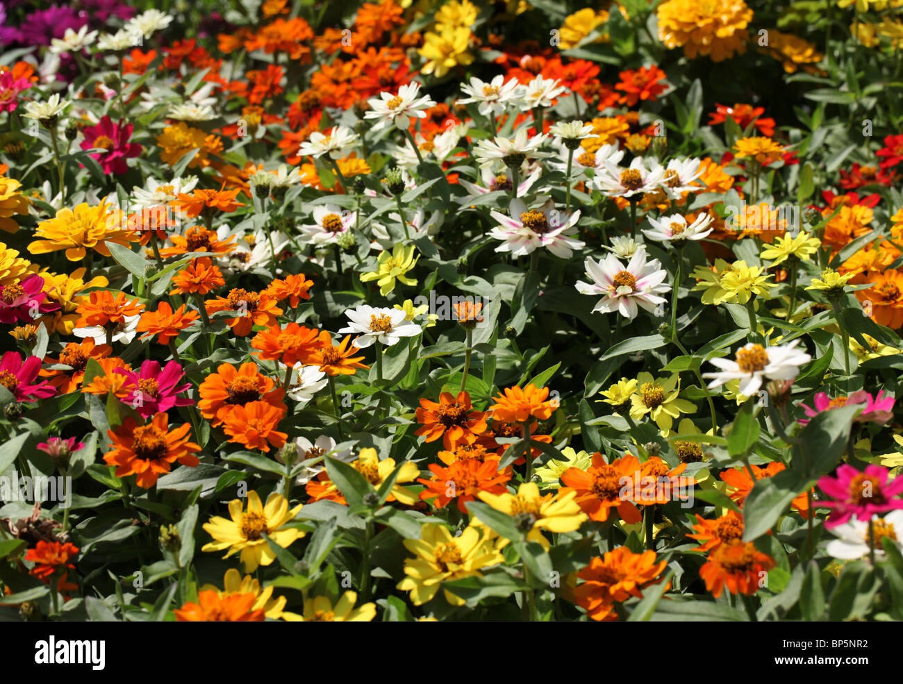 Eine Sammlung von gemischten bunten Blumen in voller Blüte Stockfoto