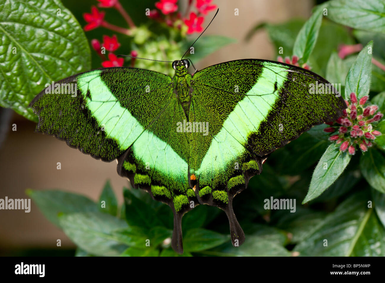 Der Smaragd-Schwalbenschwanz-Schmetterling (Papilio Palinurus) Stockfoto