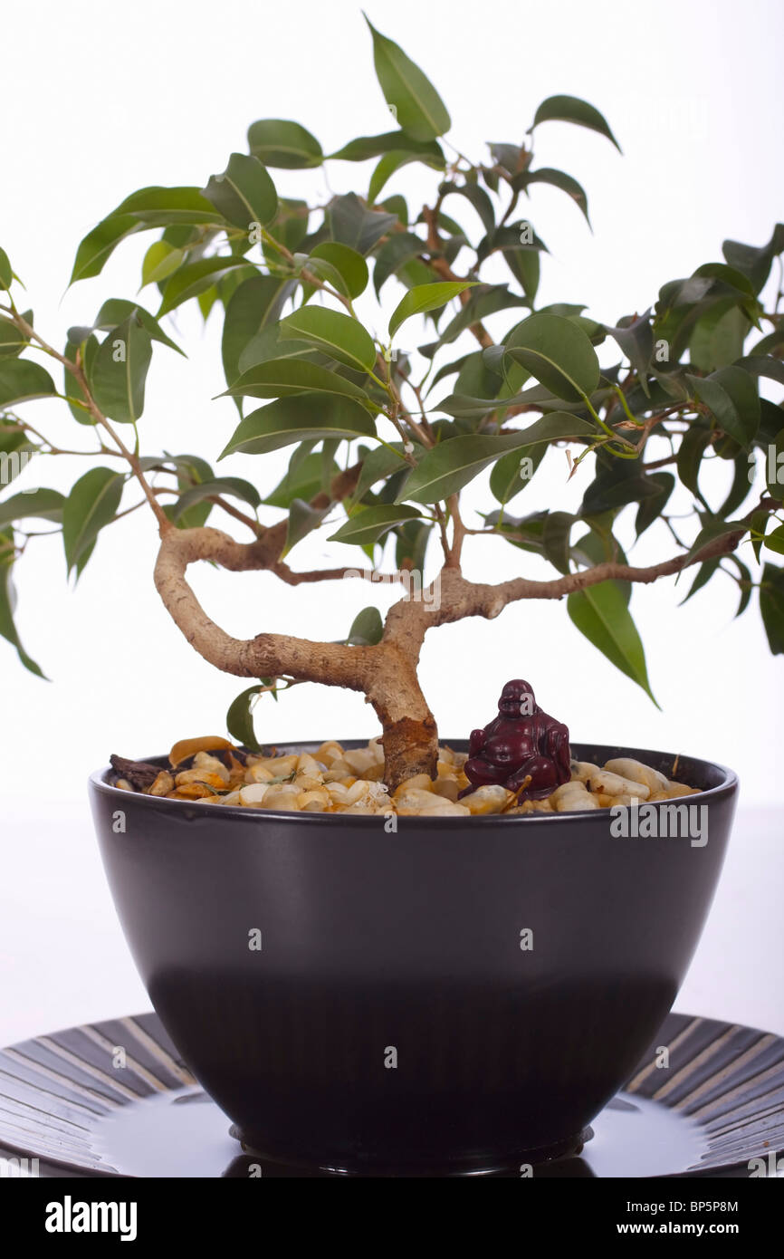 Ficus Bonsai-Baum mit Buddha Ornament. Familie: Moraceae, Gattung: Ficus Stockfoto