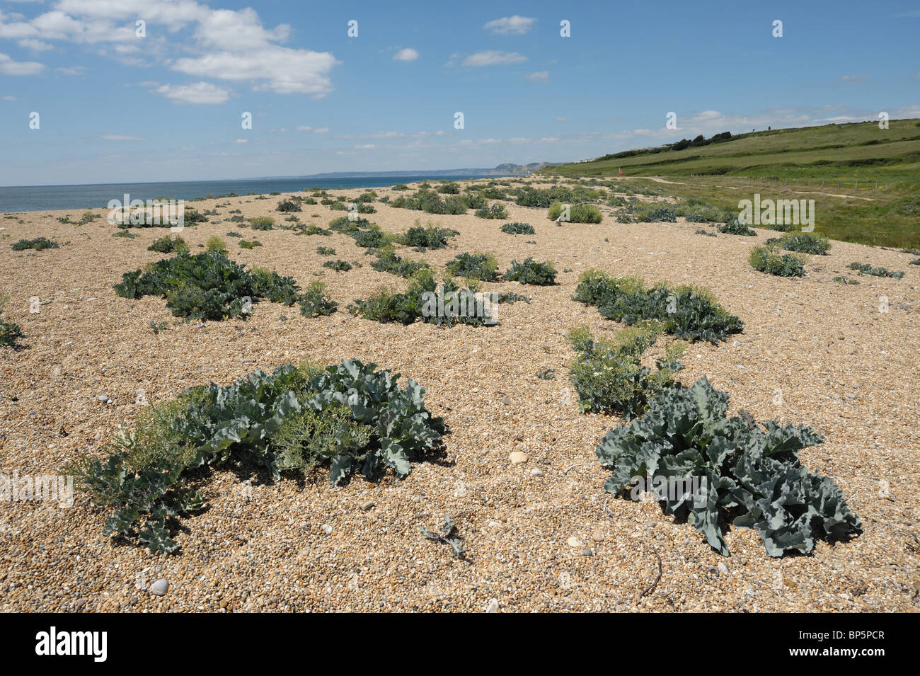 Seekohl und anderer Vegetation wachsen in Schindel auf Chesil Beach, Dorset Stockfoto