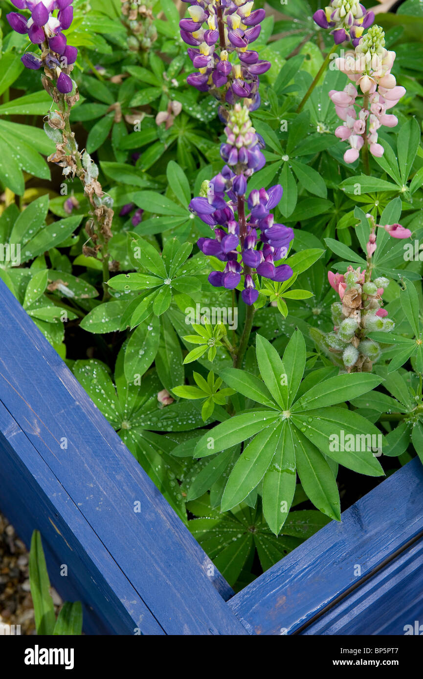 lila Lupinen wachsen in blauen Garten Rahmen Stockfoto