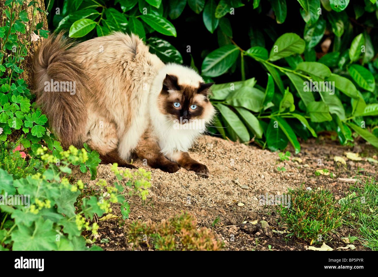 Katzen Ragdolls Felis catus Stockfoto