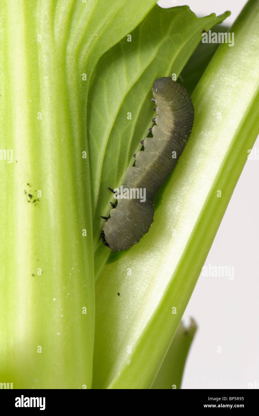 Rübe Blattwespen (Athalia Rosae) Larve auf einem Blatt Stockfoto