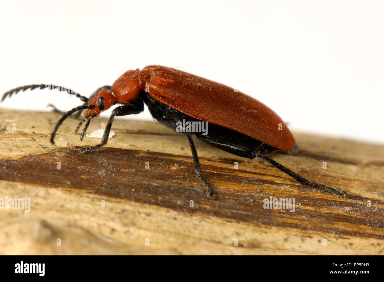 Ein Kardinal Käfer (Pyrochroa Coccinea) auf Holz Stockfoto