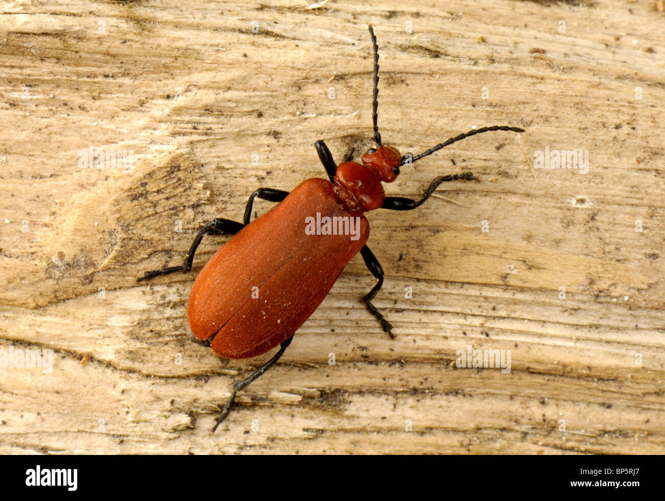 Ein Kardinal Käfer (Pyrochroa Coccinea) auf Holz Stockfoto