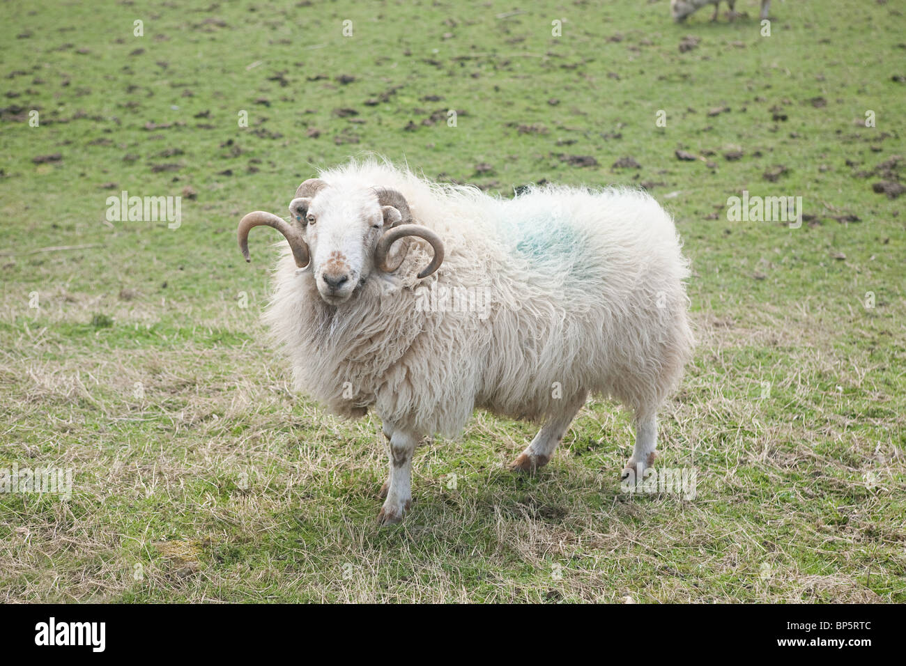 Schafe im Feld in Llangynog, Nord-wales Stockfoto