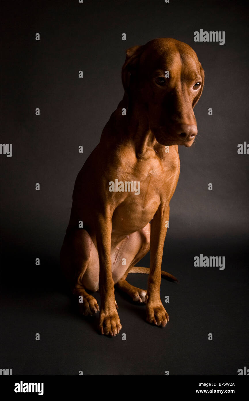 Porträt von einem ungarischen Vizsla auf schwarzem Hintergrund. Stockfoto