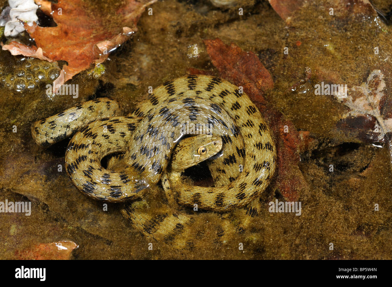 Würfel-Schlange (Natrix Tessellata), im flachen Wasser, Griechenland, Creta, Griechenland Stockfoto