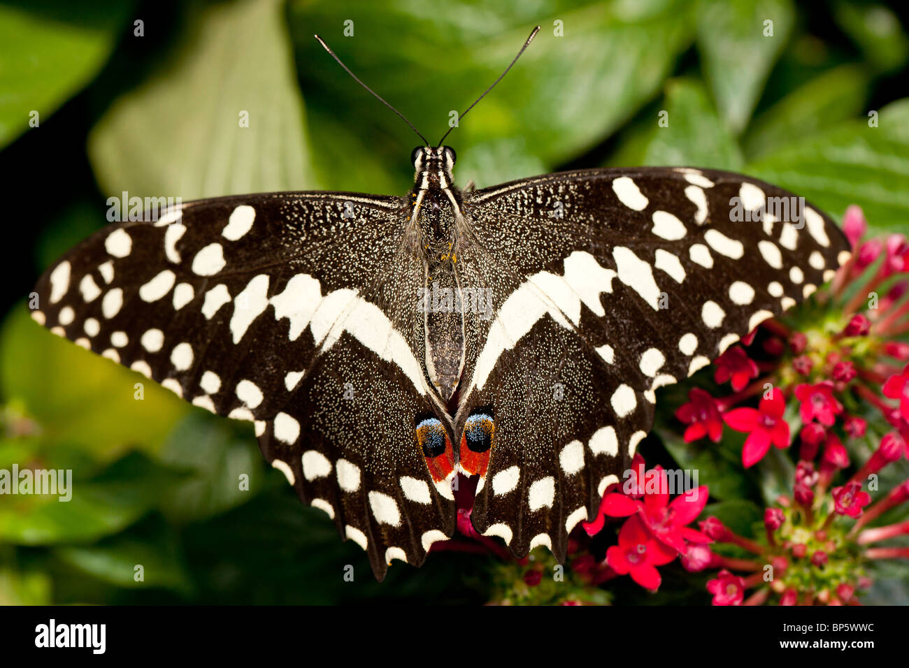 Die Zitrusfrüchte Schwalbenschwanz-Schmetterling (Papilio Demodocus) Stockfoto