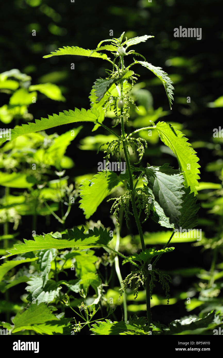 Brennnessel (Urtica Dioica) blühende Pflanze Wald hochkant Stockfoto