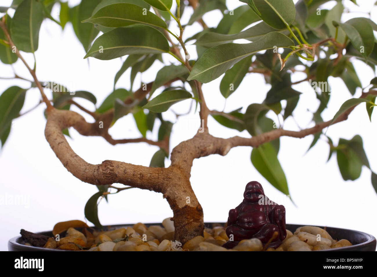 Ficus Bonsai-Baum mit Buddha Ornament. Familie: Moraceae, Gattung: Ficus. Stockfoto