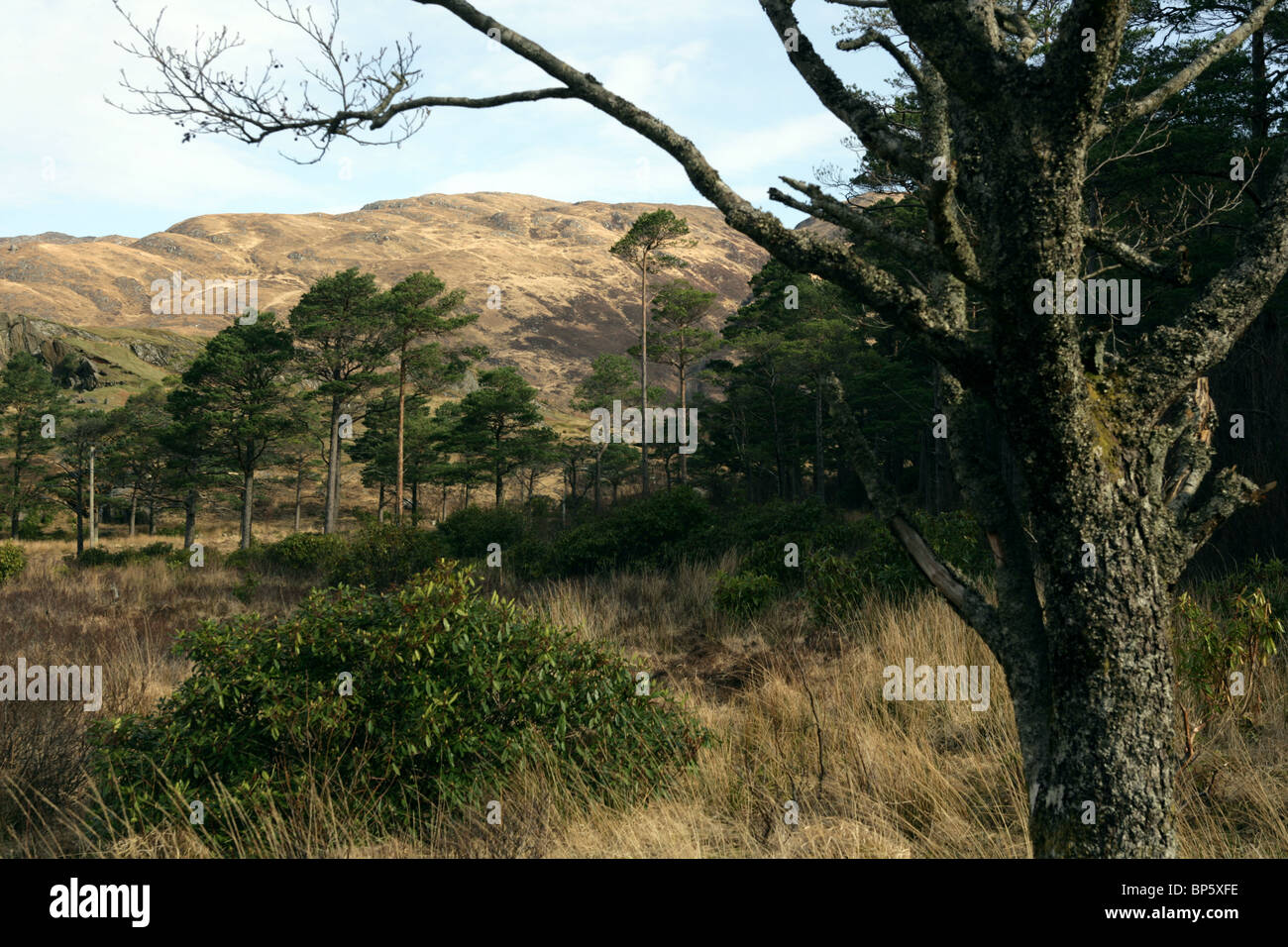 Föhre Bäume Pinus Sylvestris nahe Lochailort Schottland Stockfoto