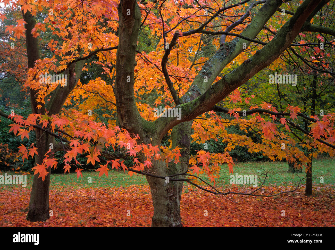 Wunderbare Herbst-Farben im Westonbirt Arboretum in der Nähe von Tetbury in den Cotswolds Stockfoto