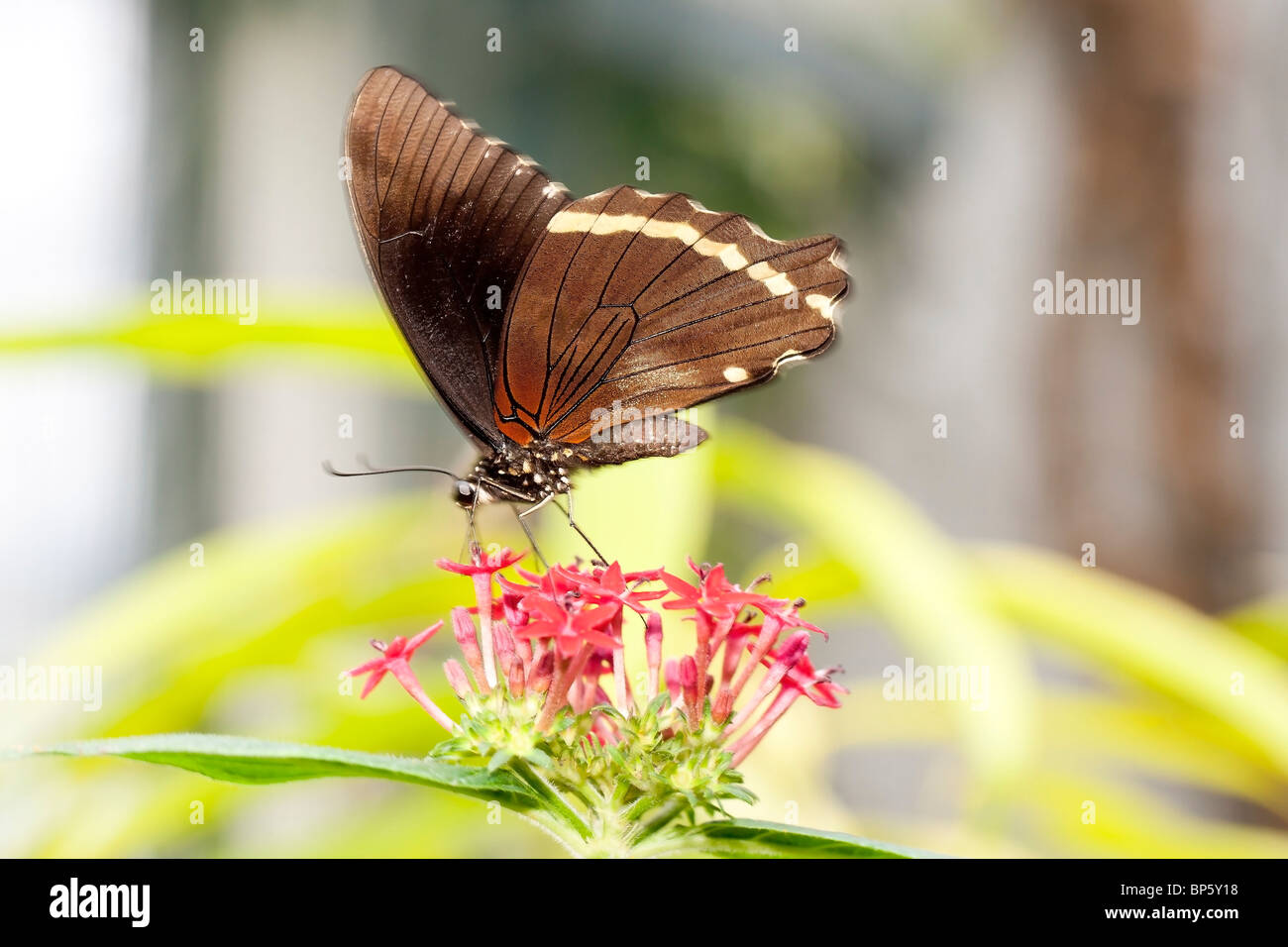 Weiß getupft Commodore Schmetterling (Precis Limnoria) Stockfoto