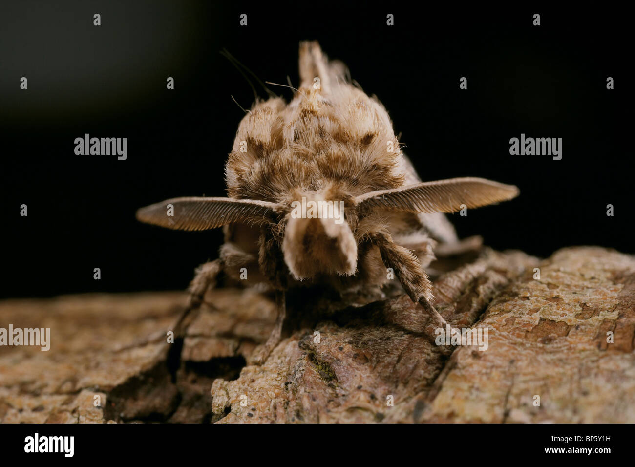 Blasse Prominent ähnelt Pterostoma Palpina ein Stück morsches Holz Stockfoto