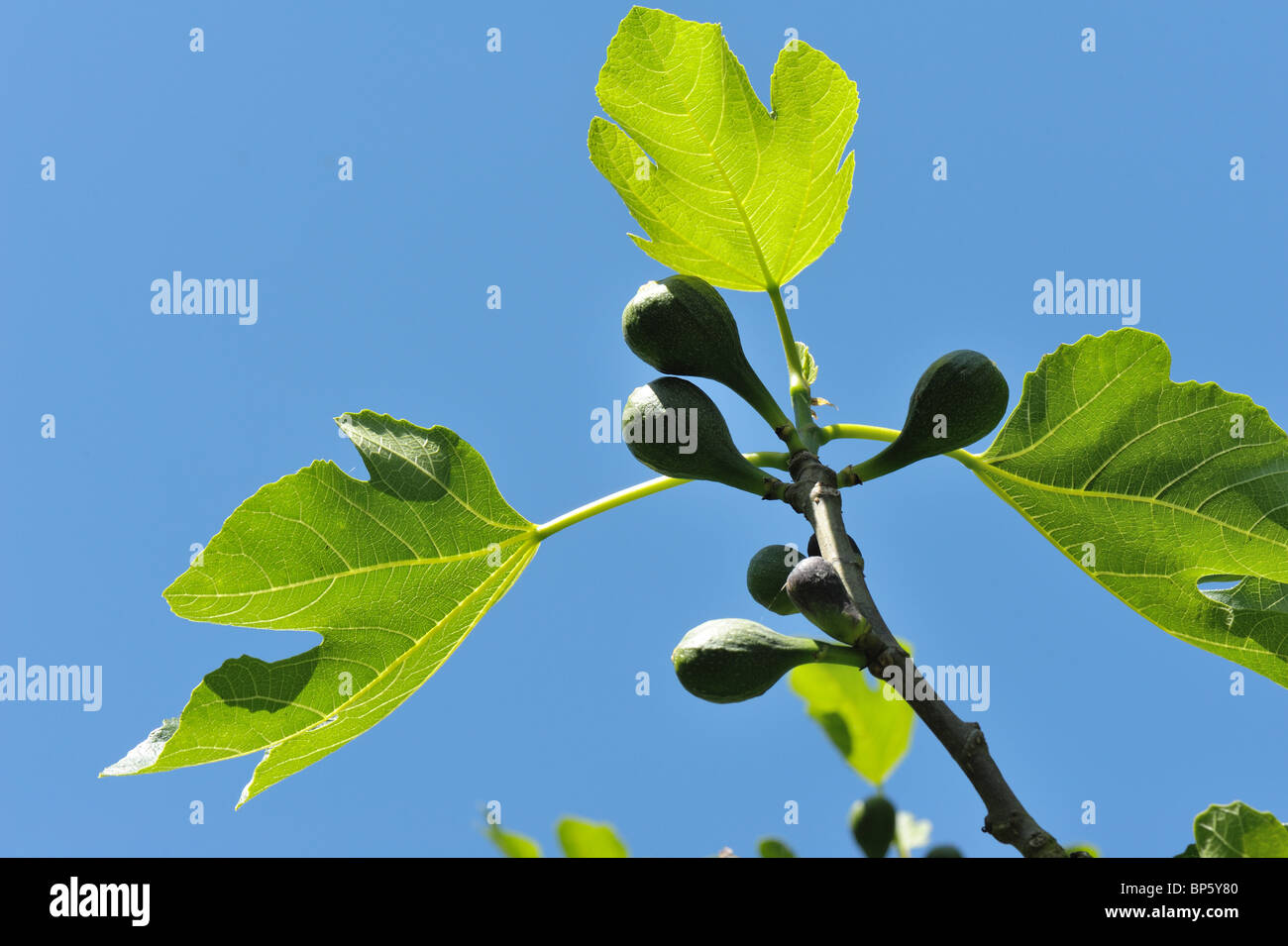 Unreife Feigen Obstsorte braun Türkei an einem Garten Baum gegen blauen Himmel Stockfoto