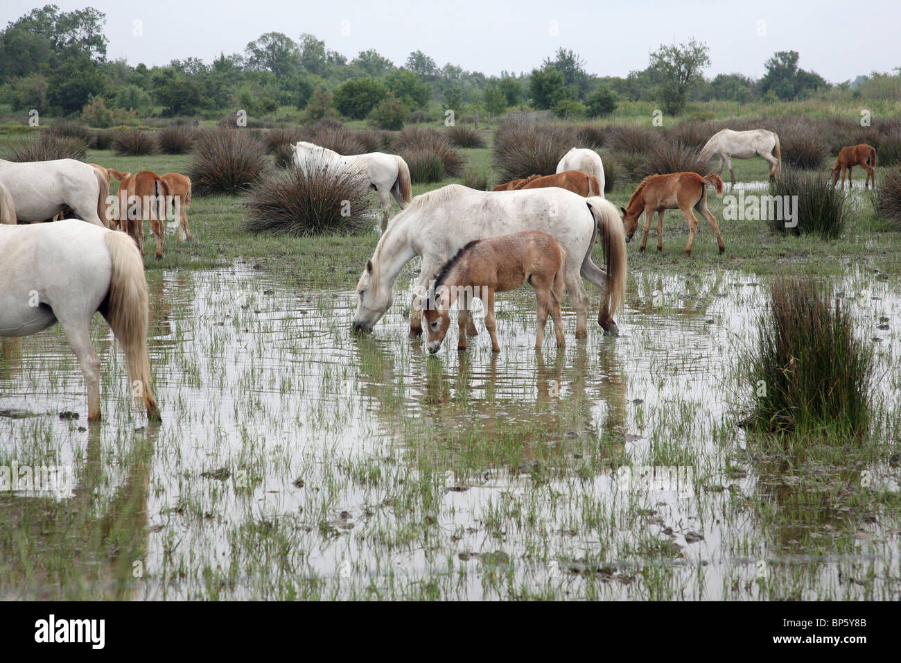 Weiße Pferde und Fohlen in der Camargue-France Stockfoto