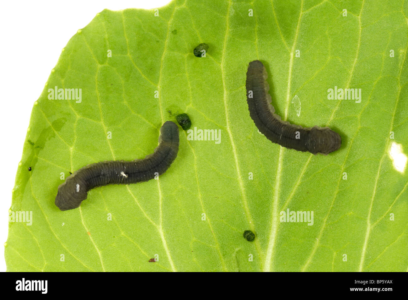 Rübe Blattwespen (Athalia Rosae) Larve auf einem Blatt Stockfoto