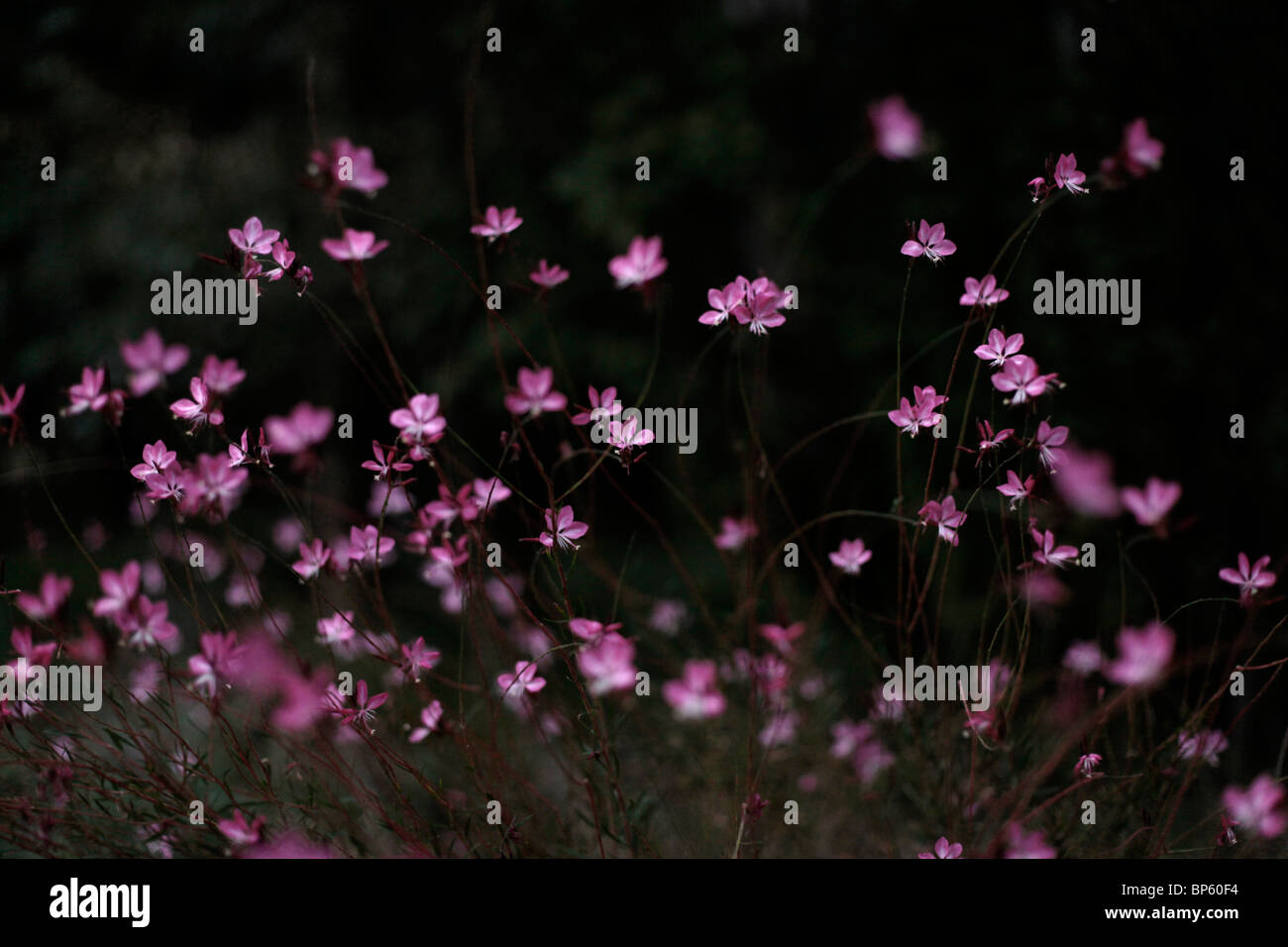 leichte kleine Gruppe von rosa lila Blumen fliegen Stockfoto