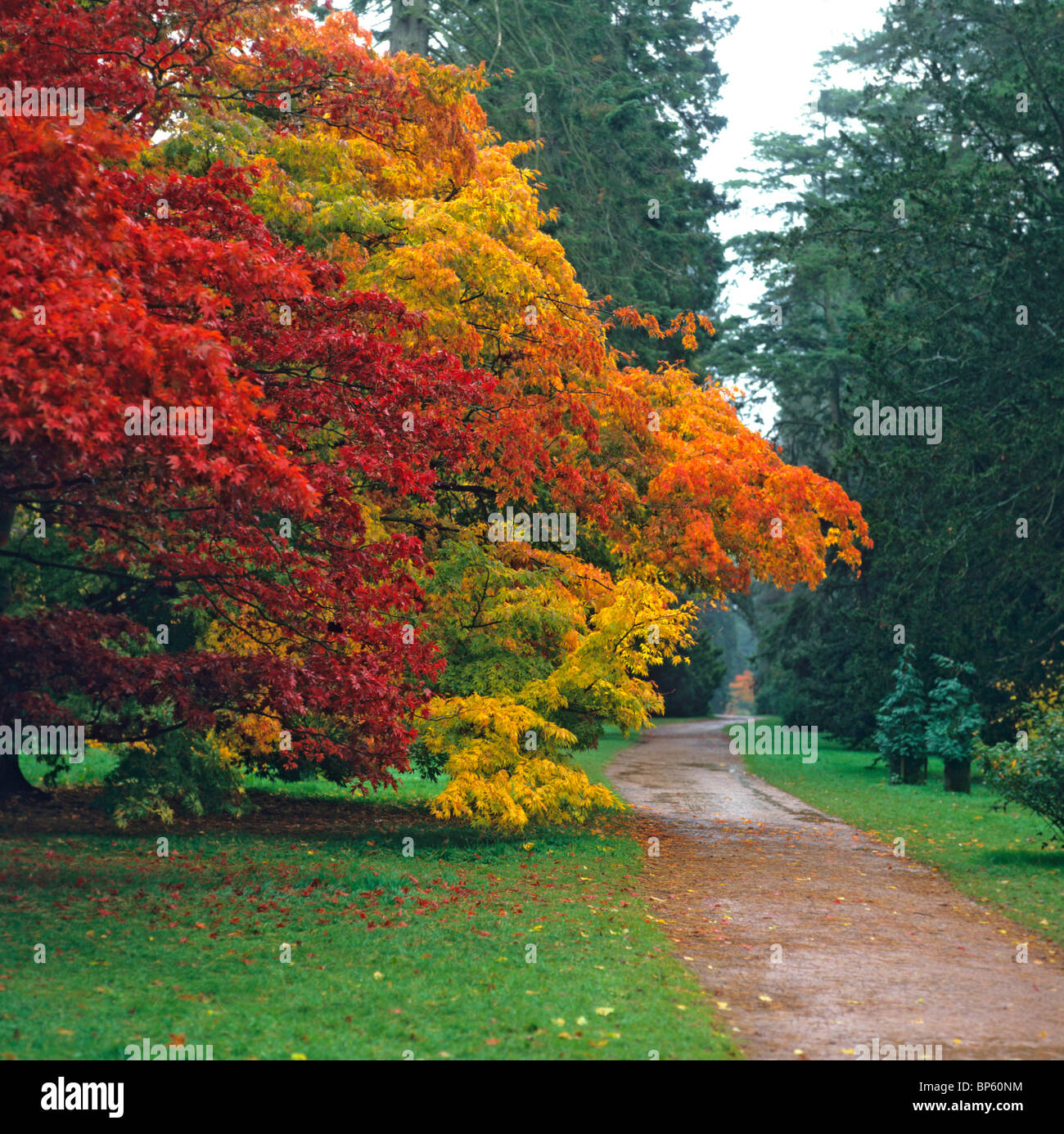 Ein gewundener Pfad durch wunderbare Herbst-Farben im Westonbirt Arboretum in der Nähe von Tetbury in den Cotswolds Stockfoto