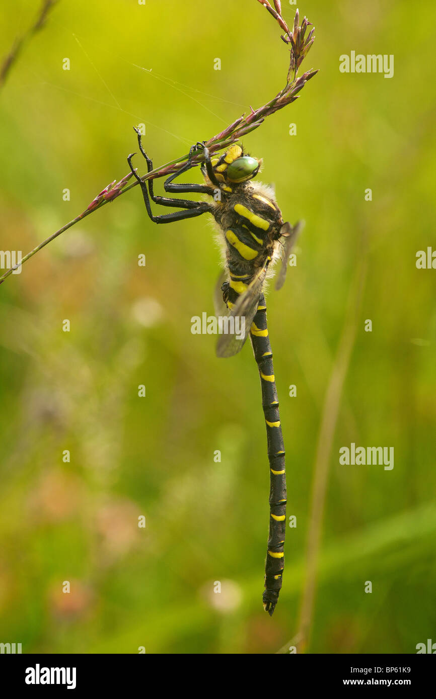 Männlichen goldenen beringten Libelle Stockfoto