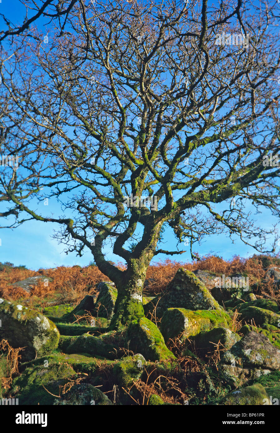 Die mystische und eindringliche Wistmans Holz auf Dartmoor Stockfoto