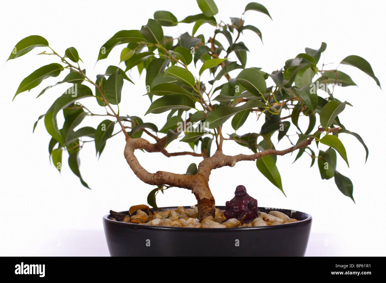 Ficus Bonsai-Baum mit Buddha Ornament. Familie: Moraceae, Gattung: Ficus Stockfoto