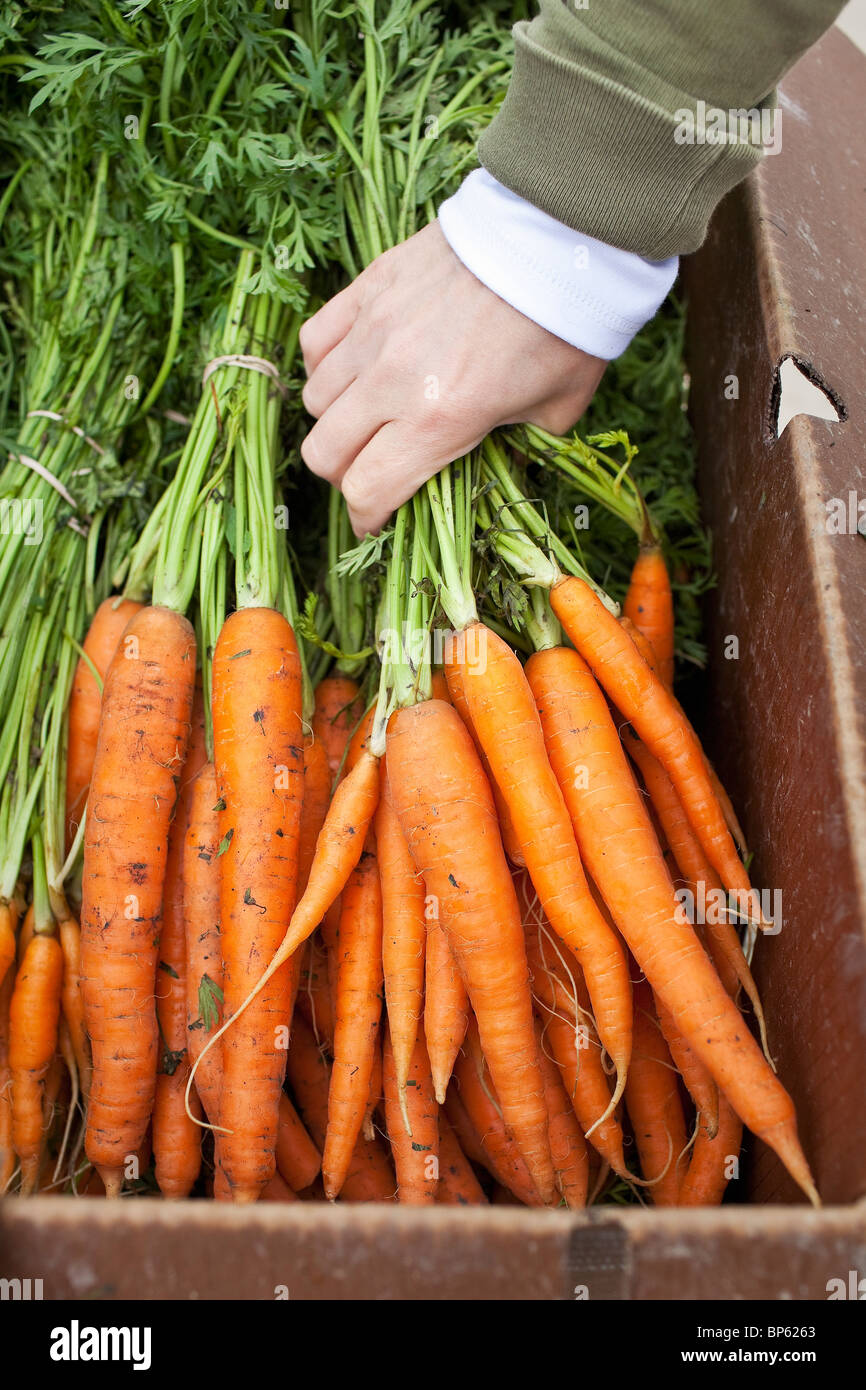 Frau, die auf einem lokalen Markt für Produkte nach frischen Haufen organisch angebauter Karotten greift. Stockfoto
