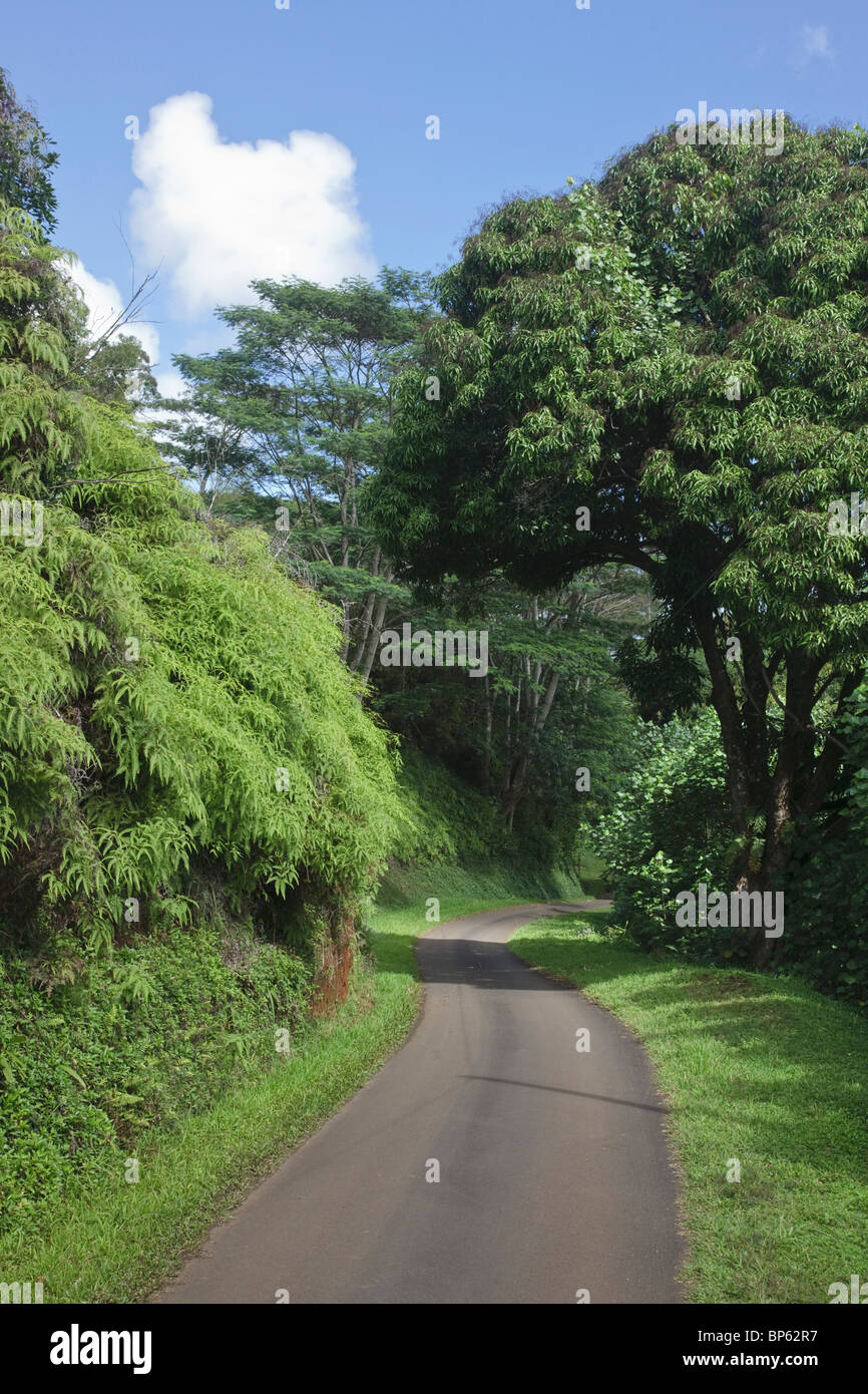 Kauai, Hawaii, Vereinigte Staaten von Amerika; Einspurig kurvige Straße Durchläufe durch sattes Grün bewaldeten Landschaft Stockfoto