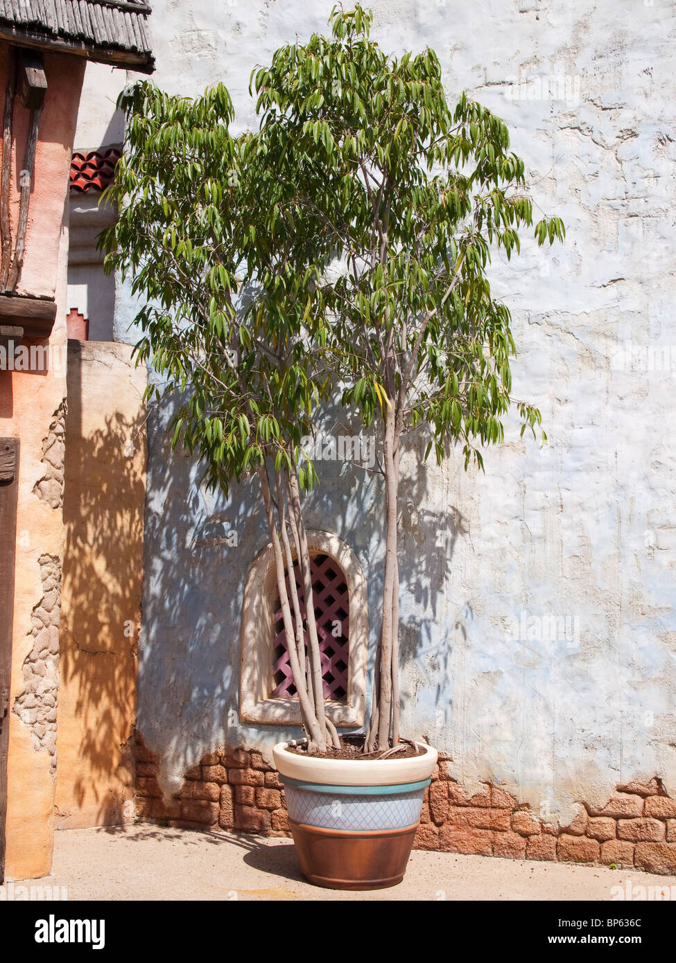 Junger Baum in einem Topf mit einer Mauer Stockfoto