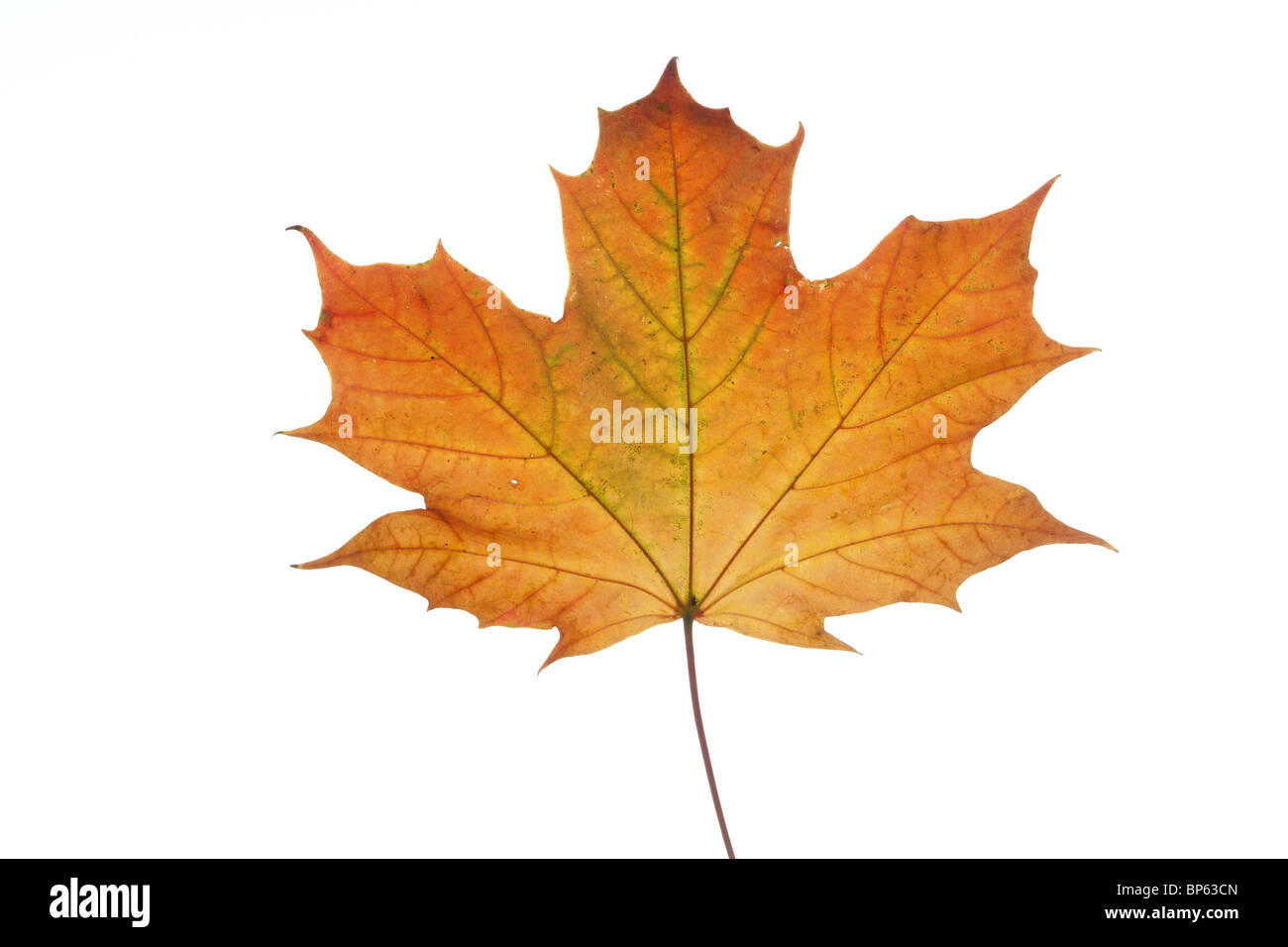 Ahorn lassen Nahaufnahme isoliert auf weiss Stockfoto