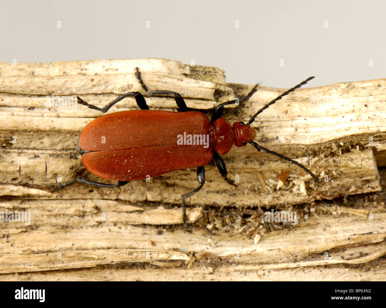 Ein Kardinal Käfer (Pyrochroa Coccinea) auf Holz Stockfoto