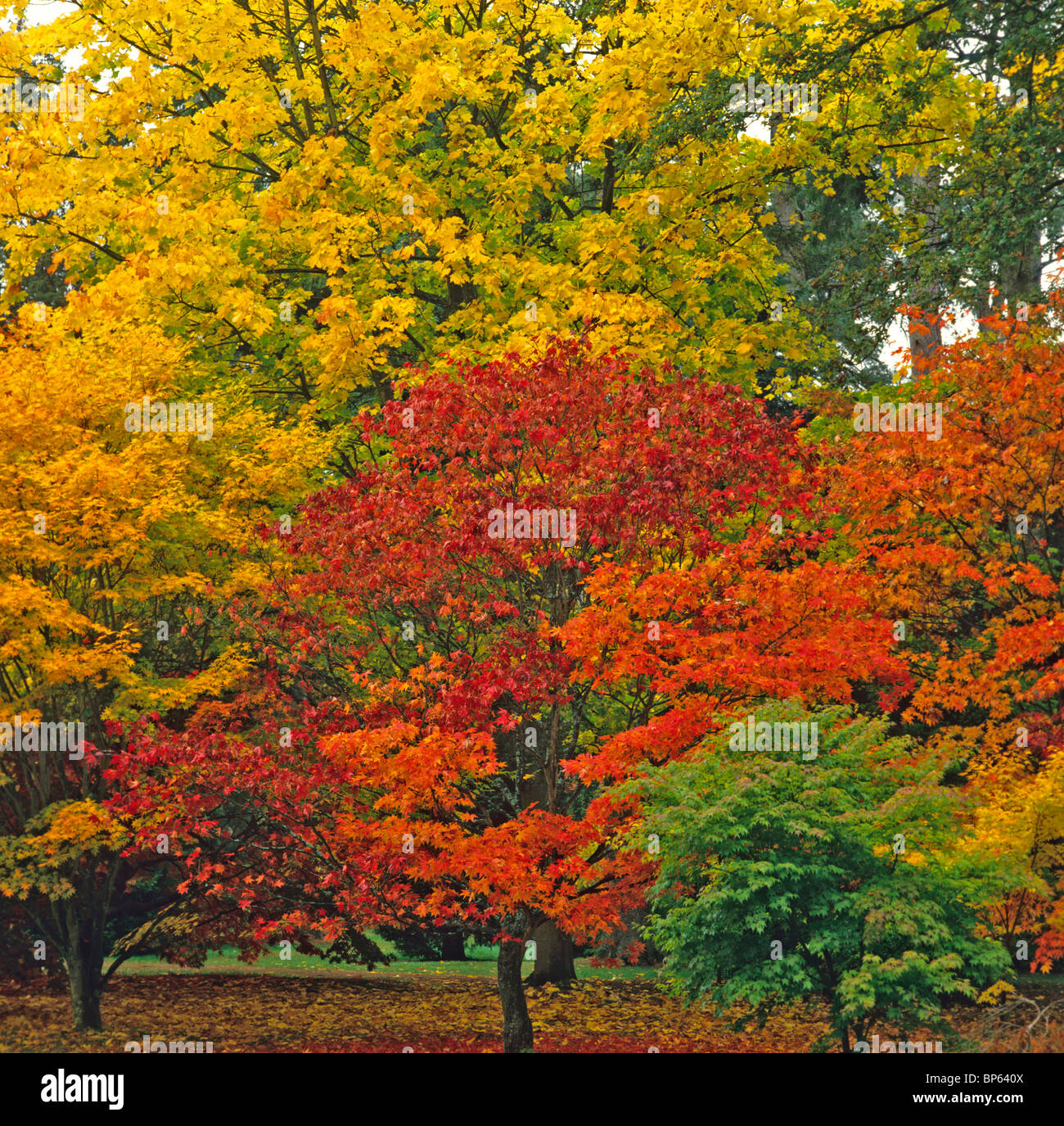 Wunderbare Herbst-Farben von Acer Lichtung im Westonbirt Arboretum in der Nähe von Tetbury in den Cotswolds Stockfoto