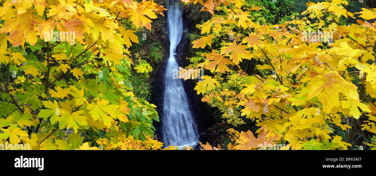 Die Shepperd Dell Wasserfälle mit fallen farbige Ahornbäume. Columbia River Gorge National Scenic Area. Oregon Stockfoto
