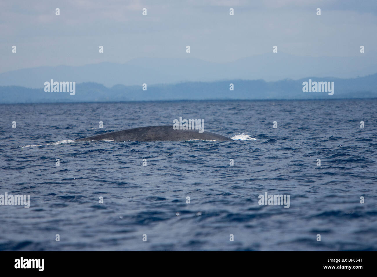 Blauwal, Pygmy Blauwal Balaenoptera Musculus Brevicauda, Blauwal, Sri Lanka, Dondra Head, wieder mit Rückenflosse Stockfoto