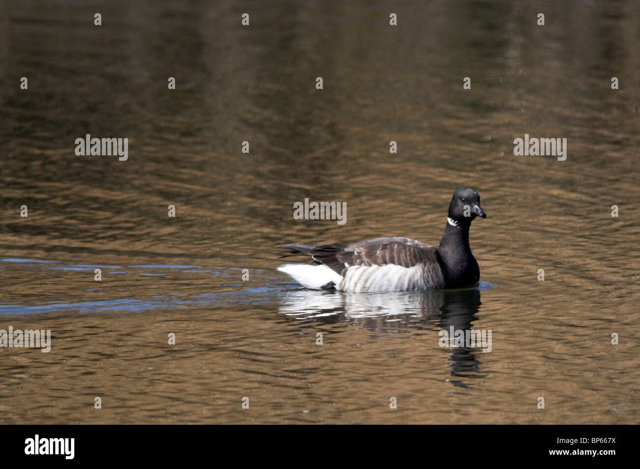 Brant Schwimmen im flachen Wasser im Winter Stockfoto