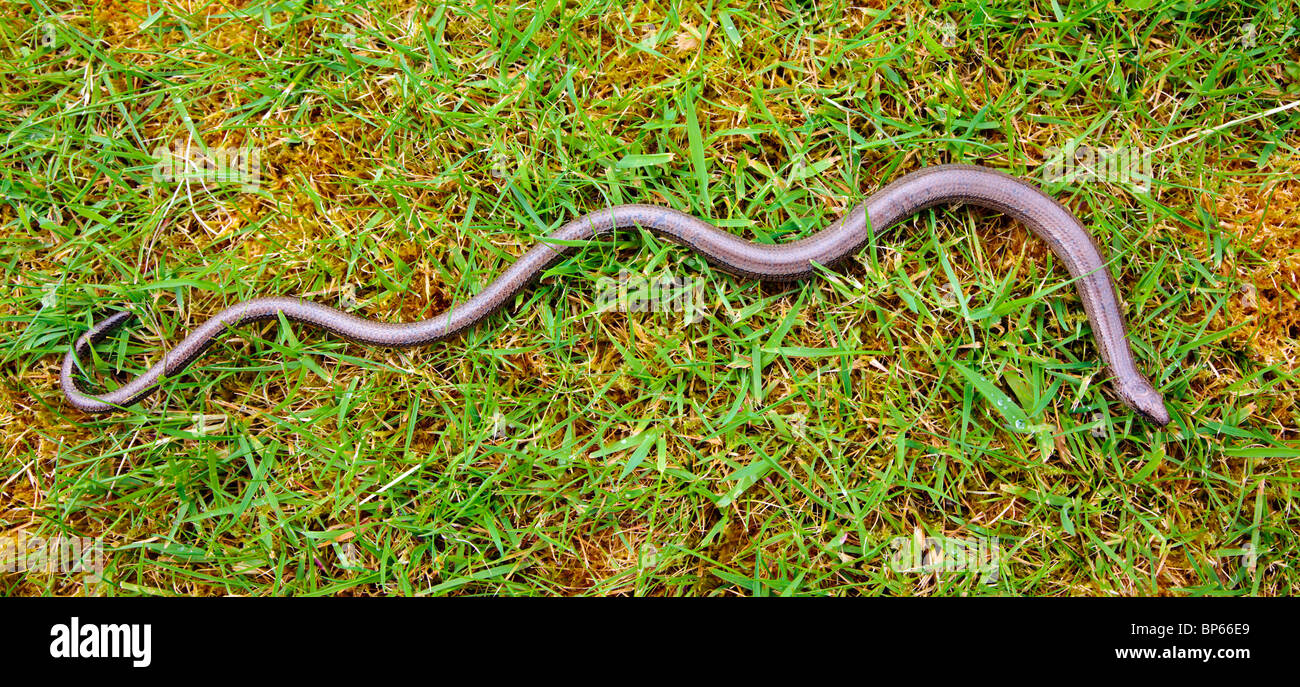 Langsame Wurm Schlange in Grass schottischen Highlands Schottland Großbritannien Stockfoto