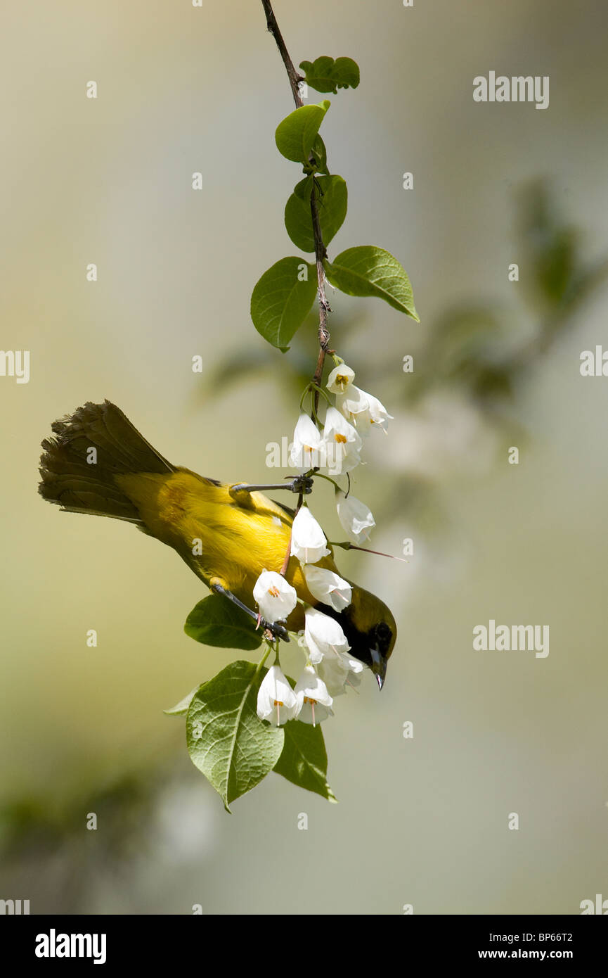Unreife Obstgarten Oriole Fütterung auf Carolina Silverbell Blüten Stockfoto