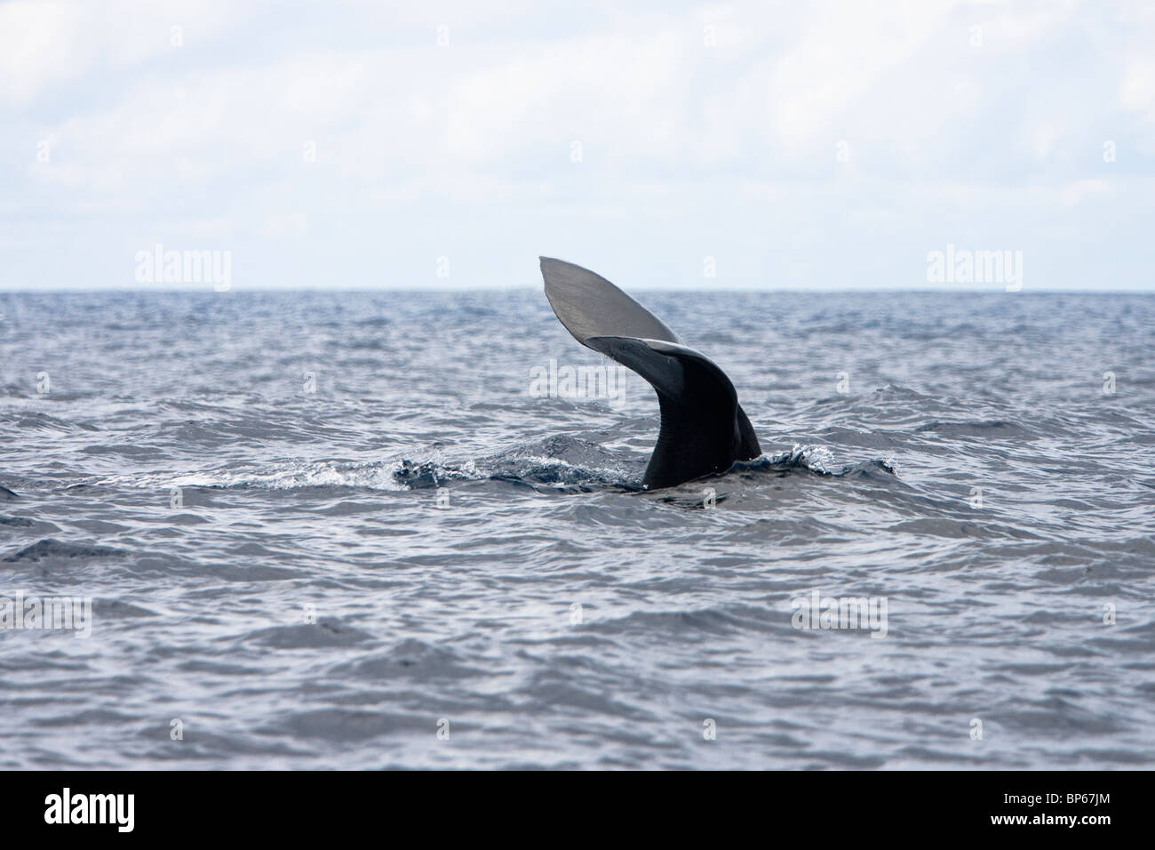 Pottwal, Cachalote, Pottwal, Physeter Macrocephalus, Sri Lankas Südküste Tauchen und wegzuwerfen Stockfoto