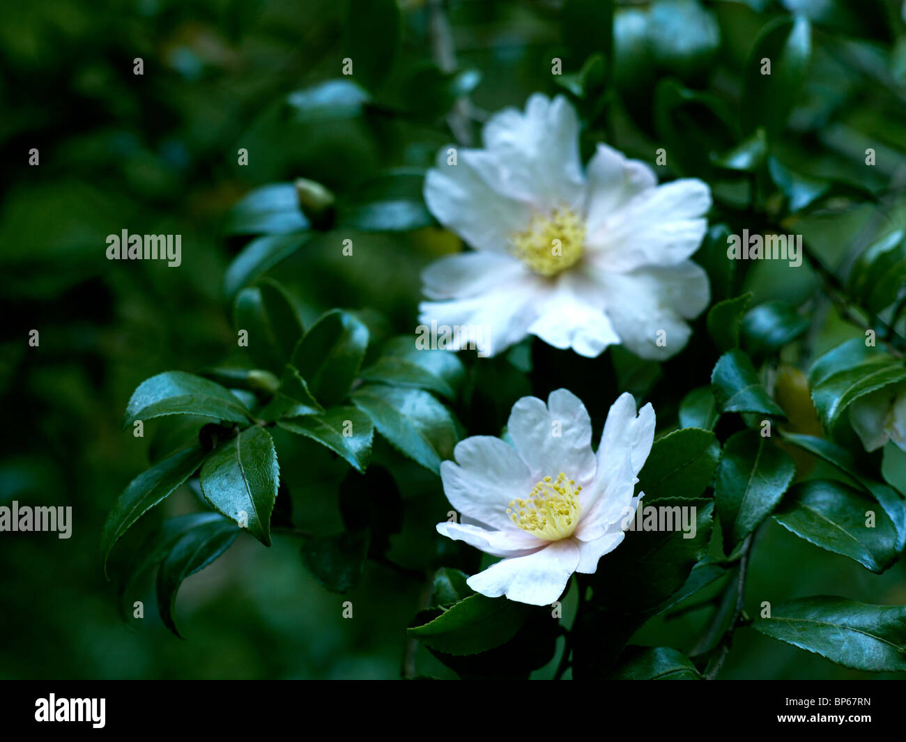 Blühende Camellia Sasanqua papaver Stockfoto
