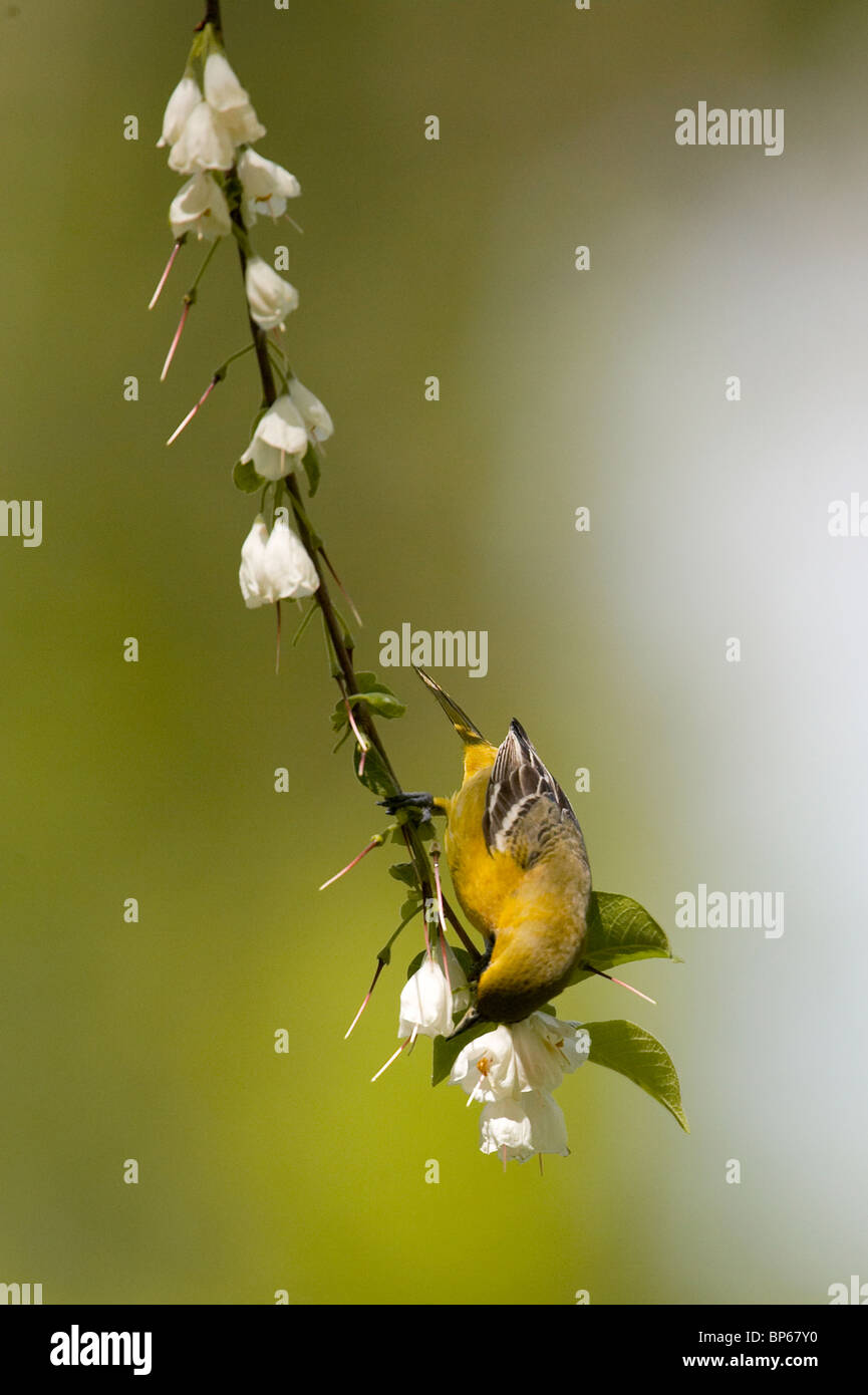 Unreife Obstgarten Oriole Fütterung auf Carolina Silverbell Blüten Stockfoto