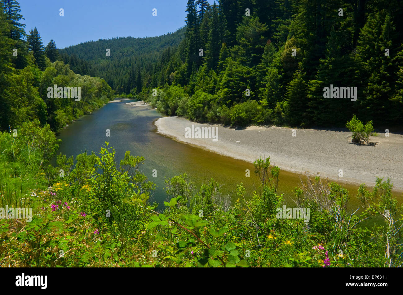 Der Aal-Fluss entlang der Avenue of the Giants, Humboldt County, Kalifornien Stockfoto