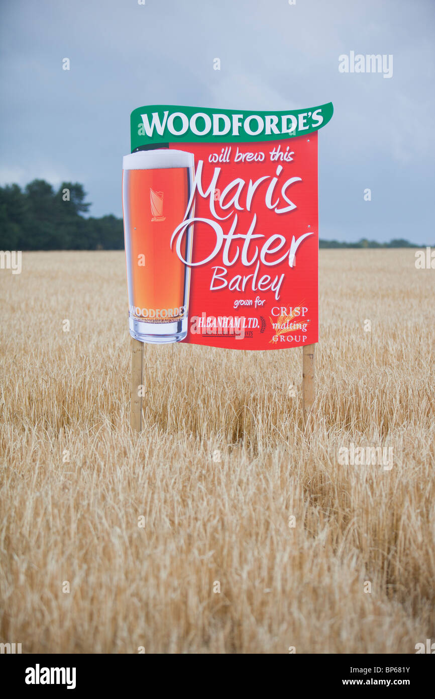 Ein Zeichen für Maris Otter Gerste angebaut für Woodforde Brauerei in Norfolk, England. Stockfoto